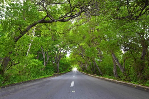 Alley of trees on the road of northern Curacao