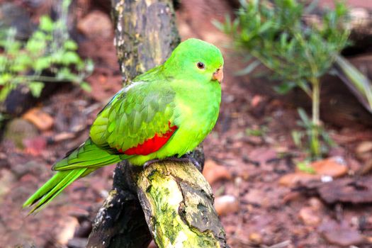 Female Red-Winged Parrot - Aprosmictus erythropterus - Native Australian Bird (Shallow Depth of Field)