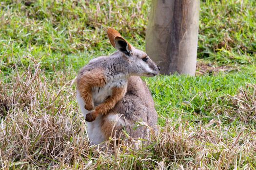 Yellow-Footed Rock-Wallaby - Native Australian Animal - Threatened Species