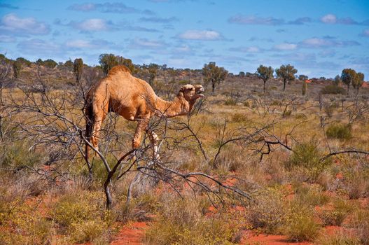 wild camel in the australian outback