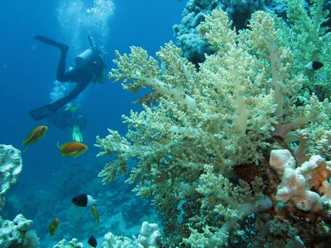 Underwater shot during dive in the Red Sea.