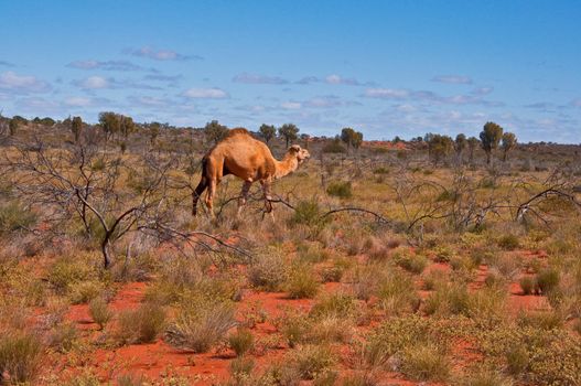 wild camel in the australian outback