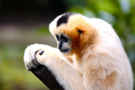 Female White-Cheeked Gibbon with Shallow Depth of Field