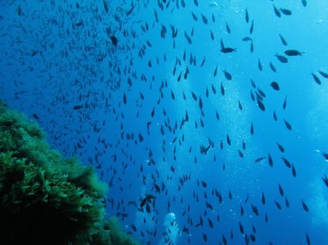 Shoal of "Chromis Cromis" fishes in Mediterranean Sea.