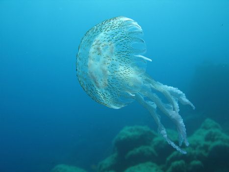 "Nocticula Pelagia" Jellyfish in Mediterranean Sea.