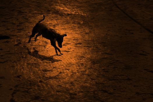 An artistic picture of a dog playing on the shining beach sand at sunset.