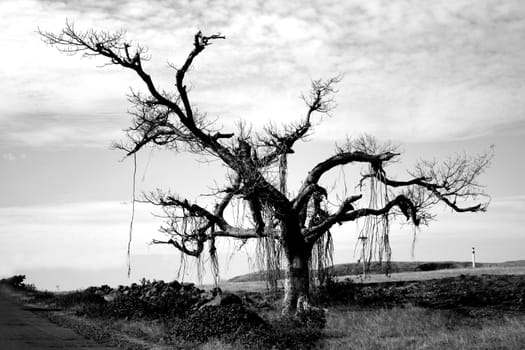 A grayscale image of a lone tree on a barren landscape.