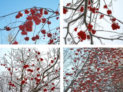 Winter rowan, branches and clusters of berries on snow