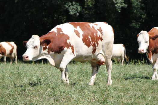 Brown and white cow walking among others in a meadow