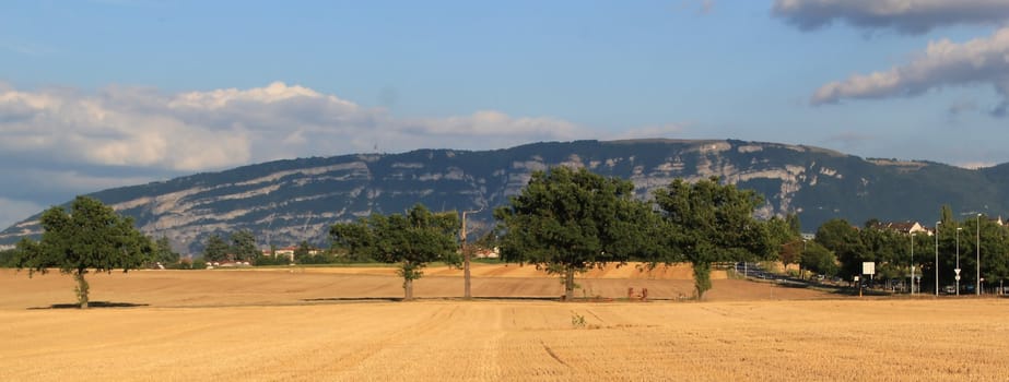 Saleva mountain behind a yellow field and several trees by sunset, Geneva, Switzerland