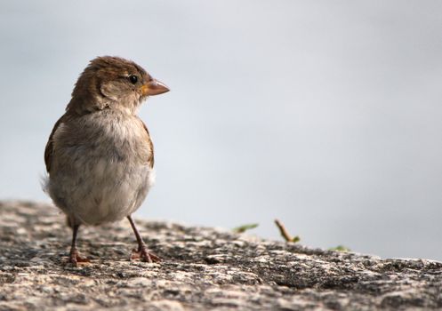 Small brown sparrow standing on a wall and looking aside