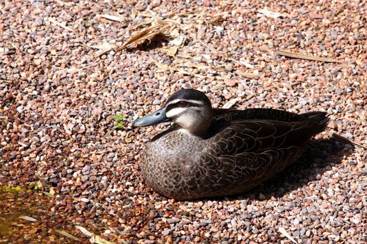 Pacific Black Duck - Anas superciliosa. Adelaide, South Australia