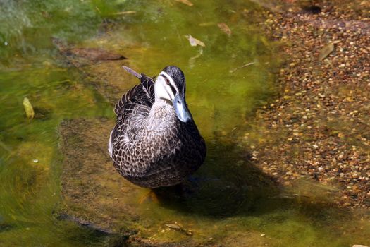 Pacific Black Duck - Anas superciliosa. Adelaide, South Australia