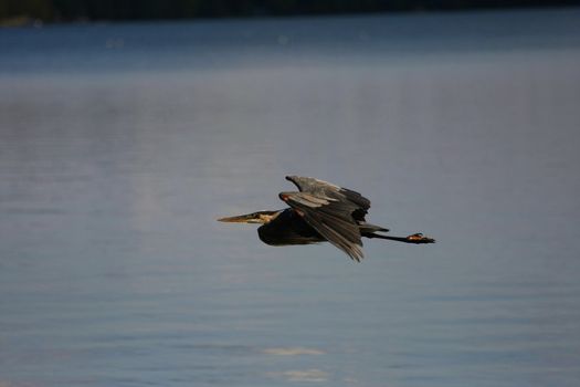Great Blue Heron Ardea herodias in flight over water