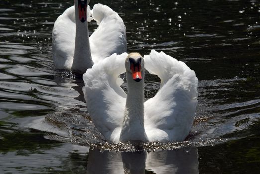 Two white swan swimming on a dark lake