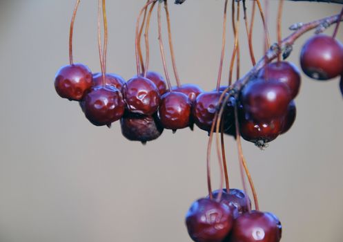 Close up picture of crabapple fruits