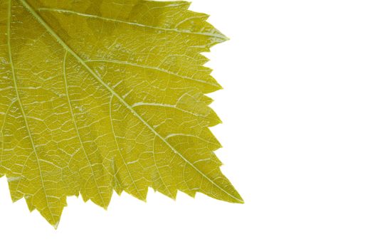 Grape leaf for dolma  cooking. Isolated on white background.