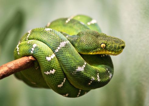 Green Snake on a Tree Branch