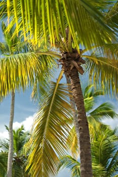 Close-Up of a Tropical Palm Tree