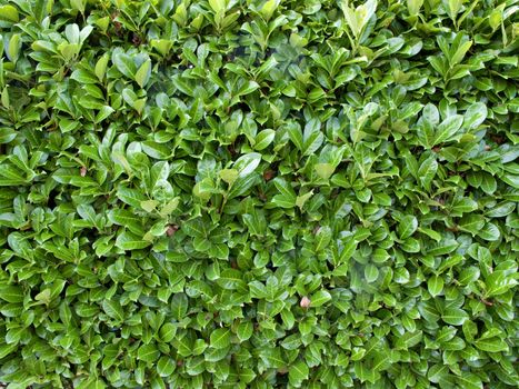 Cherry Laurel Hedge as a Background