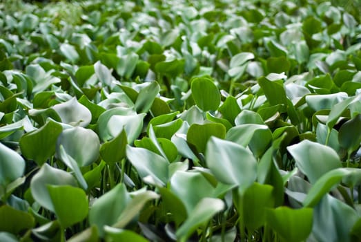 Meadow of Green Leaves