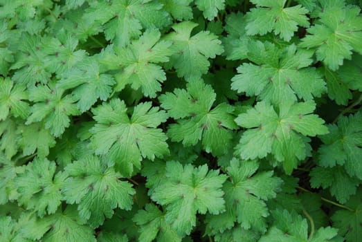 Bright green jagged geranium leaves on river bank
