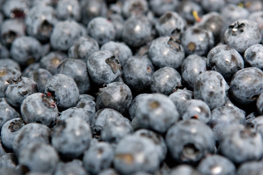 Bunch of fresh blueberries