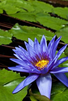 Tropical Waterlily Nymphaea Director George T Moore