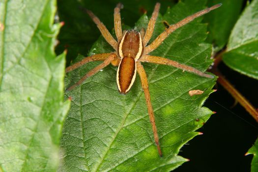 Raft spider (Dolomedes fimbriatus) on a leaf