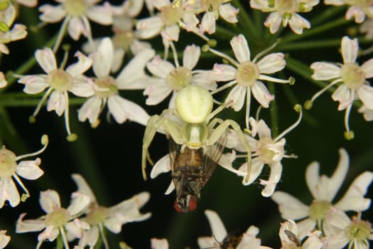 Goldenrod  crab spider (Misumena vatia)  - Female on a flower with a captured fly