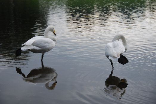 Pair of white swans standing in shallow water with reflection