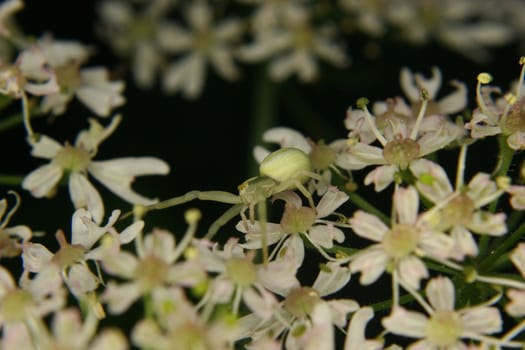 Goldenrod  crab spider (Misumena vatia)  - Female on a flower 