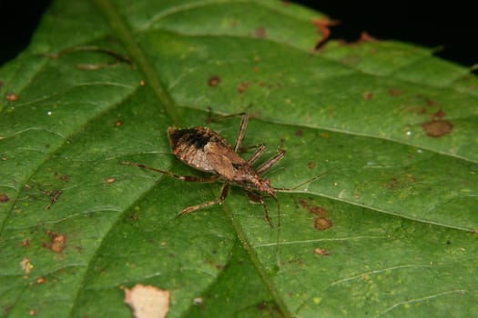 Assassin bug (Rhinocoris annulatus) - Larva on a leaf