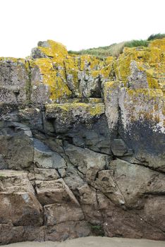 Yellow lichen on cracked rock on north sea coas