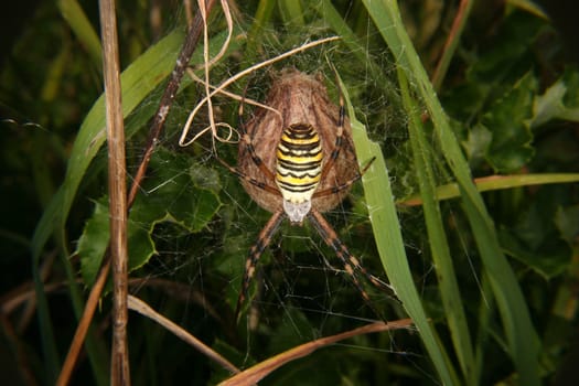 Wasp spider (Argiope bruennichi) in a cobweb, with  cocoon