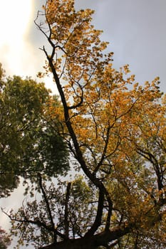 trees green and orange