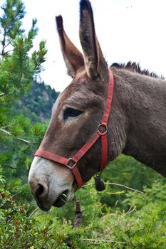 Orsiera Park, Piedmont Region, Italy: a donkey free in the park