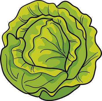 cartoon Illustration of green cabbage