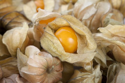 Close up of group of physalis fruits filling frame with horizontal orientation.