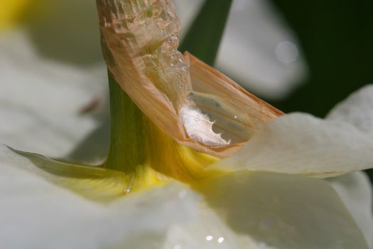 Water drops on narcissus petals after the heavy rain