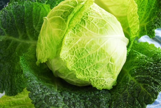 one green fresh appetizing organic savoy cabbage