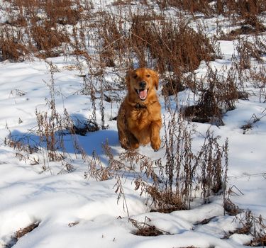 orange young golden retriever dog running at snow