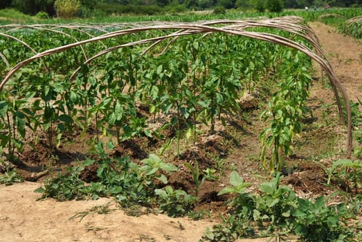 growing paprika plants in rows on field