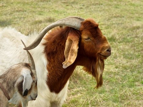 billy goat with horns on rural farmland