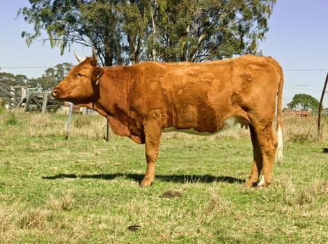 australian nfarm scene  brown cow with gum trees