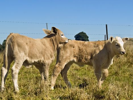 Young calves playing- Beef cattle blue sky and green grass