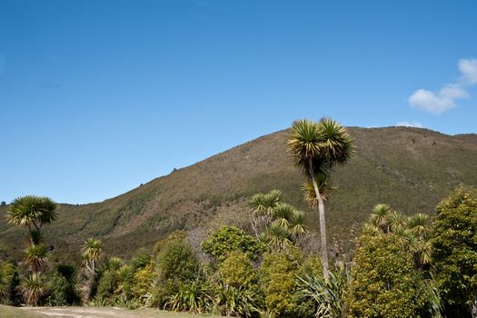 Indigenous flora of New Zealand bush.