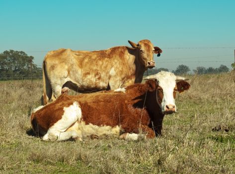 australian simmental cow typical brown and white coloring lying down with smoky horizon