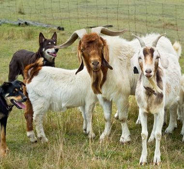 Goats herded by australian working dogs kelpies