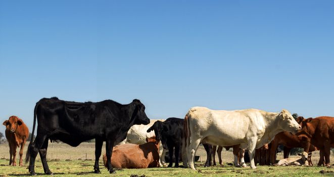 australian herd of beef cattle - black white and brown cows with blue sky copyspace